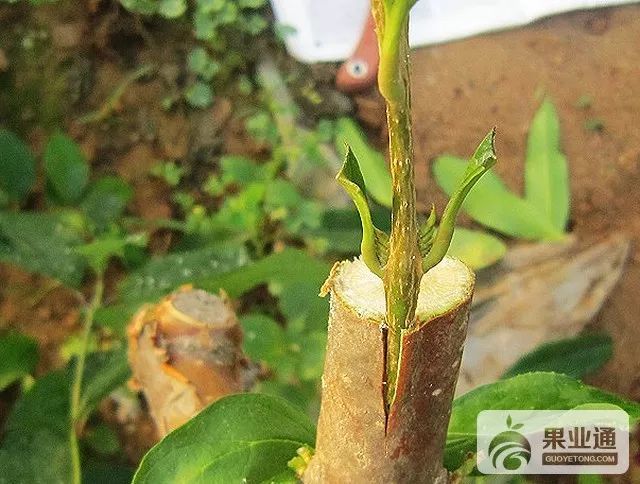 柑桔最新嫁接技术教程，培育优质果实，掌握核心技术视频分享