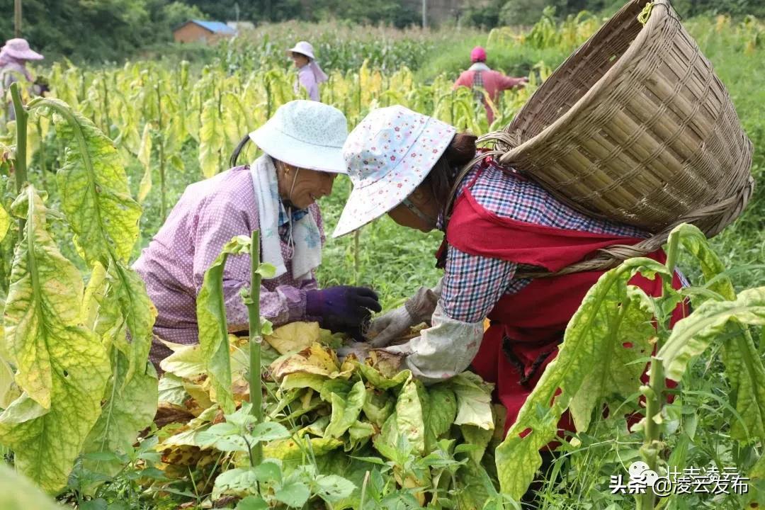 最新烤烟烘烤技术观点论述，探索高效的烘烤方法