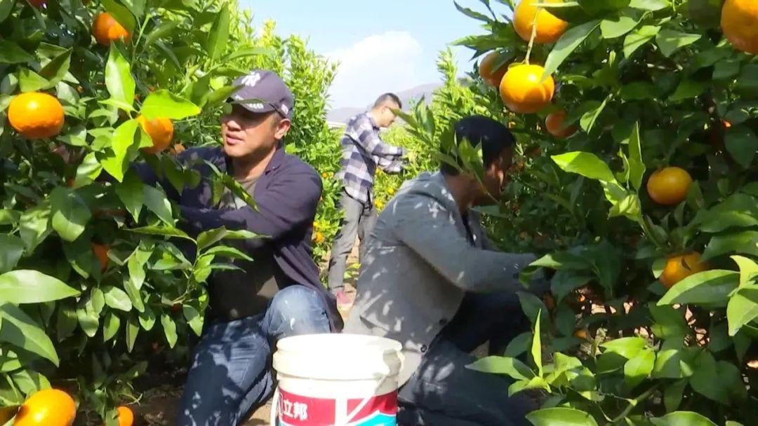 茂谷柑种植新法