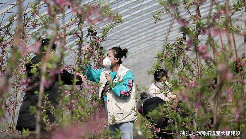 新型温室果树栽培品种详解