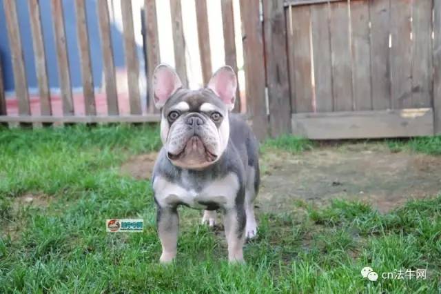 南宫犬业最新配种价格公布