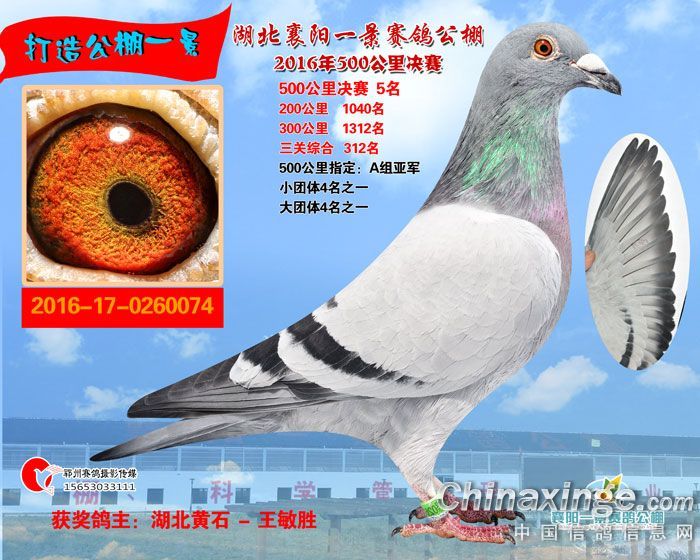 一景公棚最新公告揭秘未来发展规划与最新动态动态